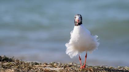 Akdeniz martısı » Mediterranean Gull » Ichthyaetus melanocephalus