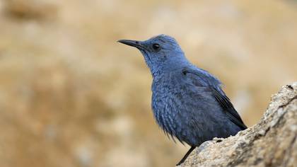 Gökardıç » Blue Rock Thrush » Monticola solitarius