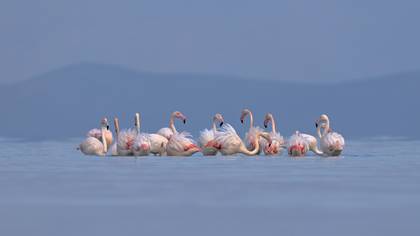 Flamingo