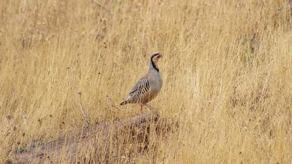 Kınalı keklik » Chukar Partridge » Alectoris chukar