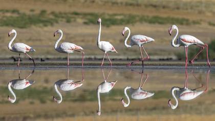 Flamingo