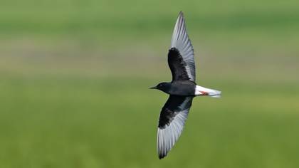 Akkanatlı sumru » White-winged Tern » Chlidonias leucopterus