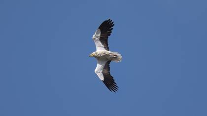 Küçük akbaba » Egyptian Vulture » Neophron percnopterus