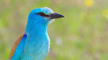 Gökkuzgun » European Roller » Coracias garrulus