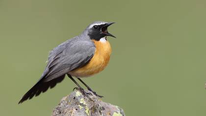 Taşbülbülü » White-throated Robin » Irania gutturalis