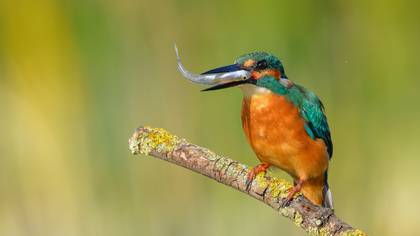 Yalıçapkını » Common Kingfisher » Alcedo atthis