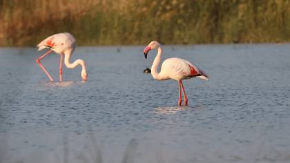 Flamingo