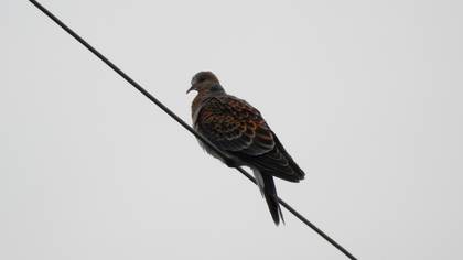 Büyük üveyik