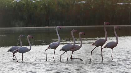 Flamingo