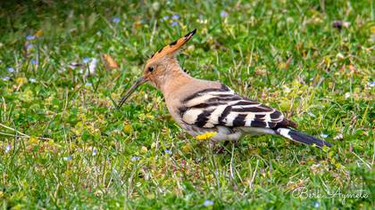 İbibik » Eurasian Hoopoe » Upupa epops