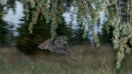 Kulaklı orman baykuşu » Long-eared Owl » Asio otus