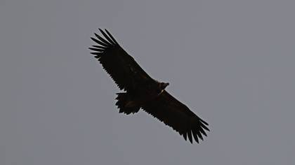 Kara akbaba