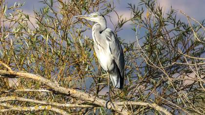 Gri balıkçıl » Grey Heron » Ardea cinerea
