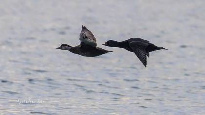 Kara ördek