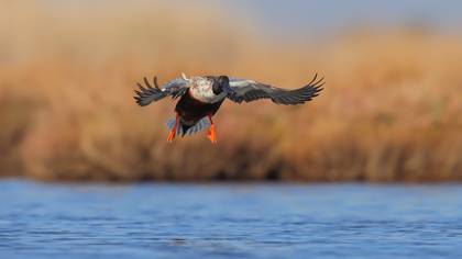 Kaşıkgaga » Northern Shoveler » Spatula clypeata