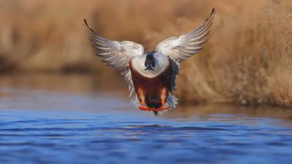 Kaşıkgaga » Northern Shoveler » Spatula clypeata