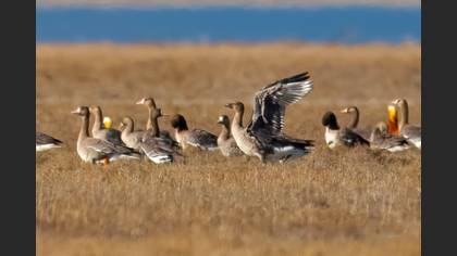 Tundra Bean Goose