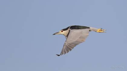 Gece balıkçılı » Black-crowned Night Heron » Nycticorax nycticorax