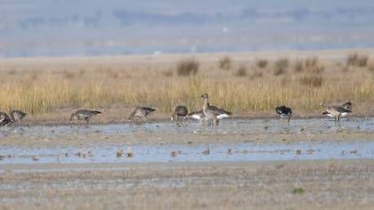 Tundra Bean Goose