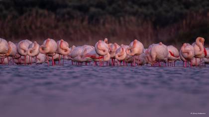 Flamingo