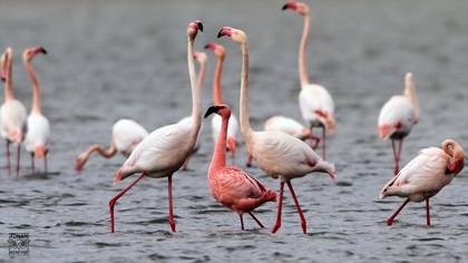 Küçük flamingo
