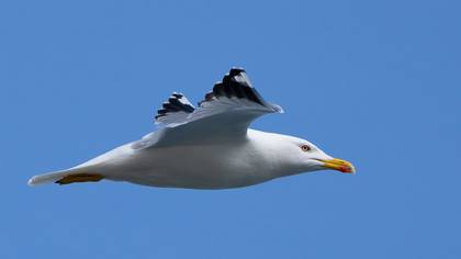 Gümüş martı » Yellow-legged Gull » Larus michahellis