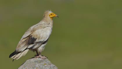 Küçük Akbaba » Egyptian Vulture » Neophron percnopterus