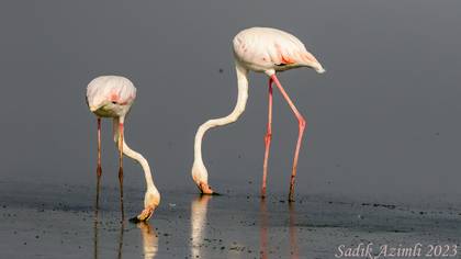 Flamingo