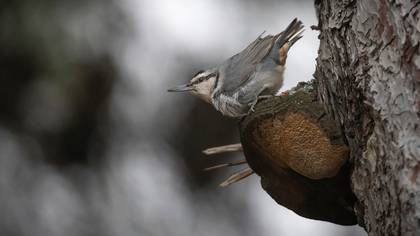 Anadolu sıvacısı » Krüper`s Nuthatch » Sitta krueperi