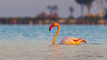 Flamingo