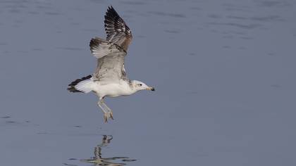 Büyük karabaş martı » Pallas`s Gull » Ichthyaetus ichthyaetus
