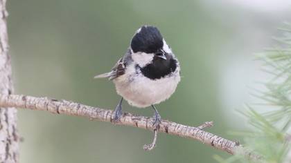 Çam baştankarası » Coal Tit » Periparus ater