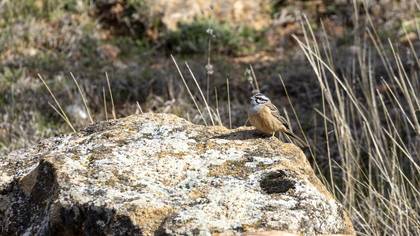 Kaya kirazkuşu » Rock Bunting » Emberiza cia