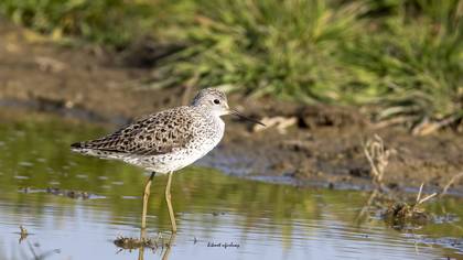 Bataklık düdükçünü » Marsh Sandpiper » Tringa stagnatilis