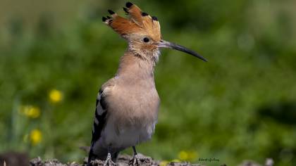 İbibik » Eurasian Hoopoe » Upupa epops