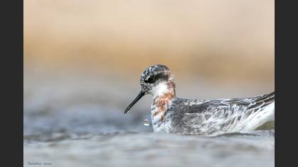 Denizdüdükçünü