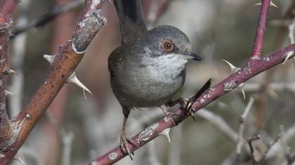 Maskeli ötleğen » Sardinian Warbler » Sylvia melanocephala