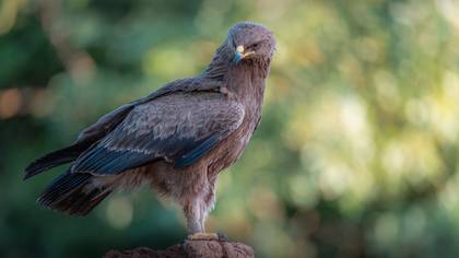 Küçük orman kartalı » Lesser Spotted Eagle » Clanga pomarina