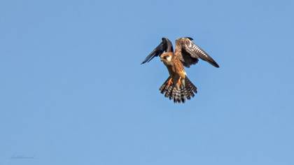 Ala doğan
