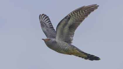 Guguk » Common Cuckoo » Cuculus canorus