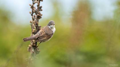 Akgerdanlı ötleğen