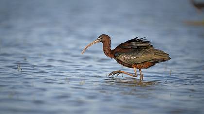 Çeltikçi » Glossy Ibis » Plegadis falcinellus