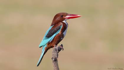 İzmir yalıçapkını » White-throated Kingfisher » Halcyon smyrnensis