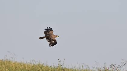 Bozkır kartalı » Steppe Eagle » Aquila nipalensis