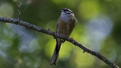 Kaya kirazkuşu » Rock Bunting » Emberiza cia