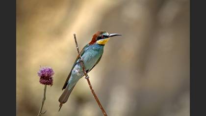 Arıkuşu