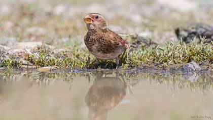 Alamecek » Eurasian Crimson-winged Finch » Rhodopechys sanguineus
