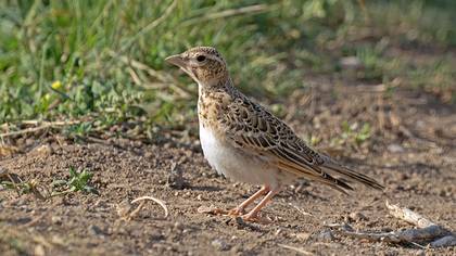 Bozkır toygarı