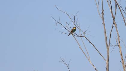 Arıkuşu » European Bee-eater » Merops apiaster