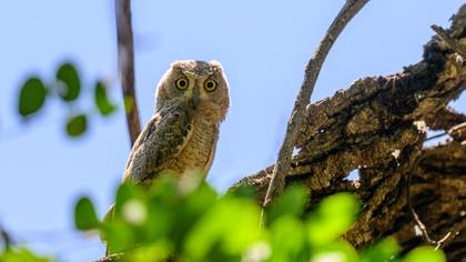 Çizgili ishakkuşu » Pallid Scops Owl » Otus brucei